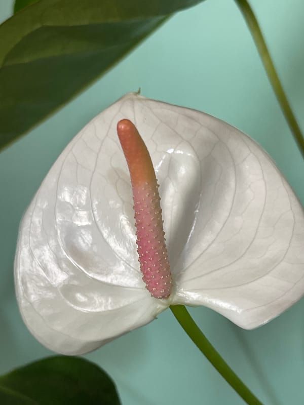 Plant photography session featuring anthurium and succulents in Ukraine