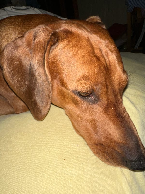Dachshund lounging on a yellow blanket, multiple angles