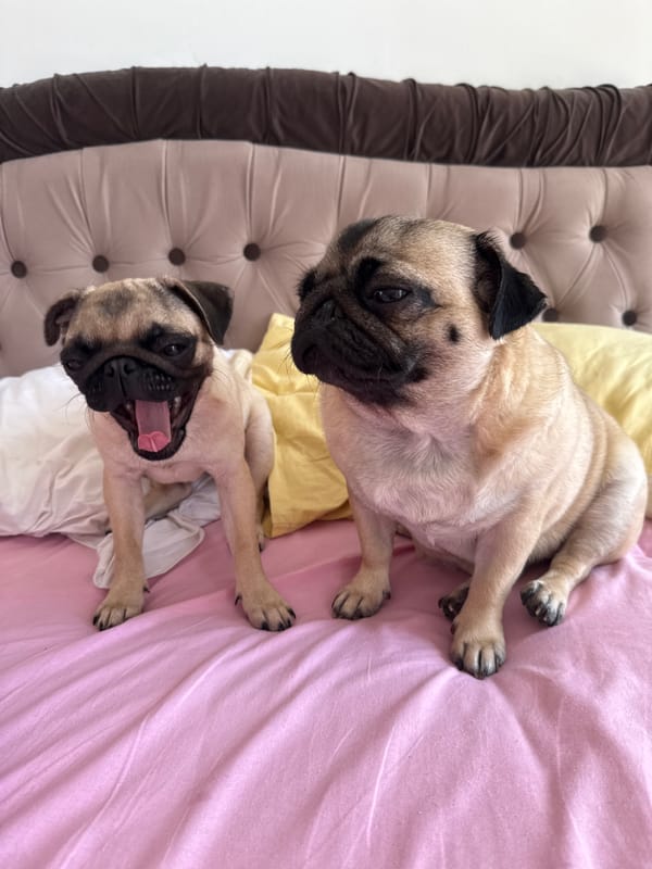 Two pugs rest and play on pink bed