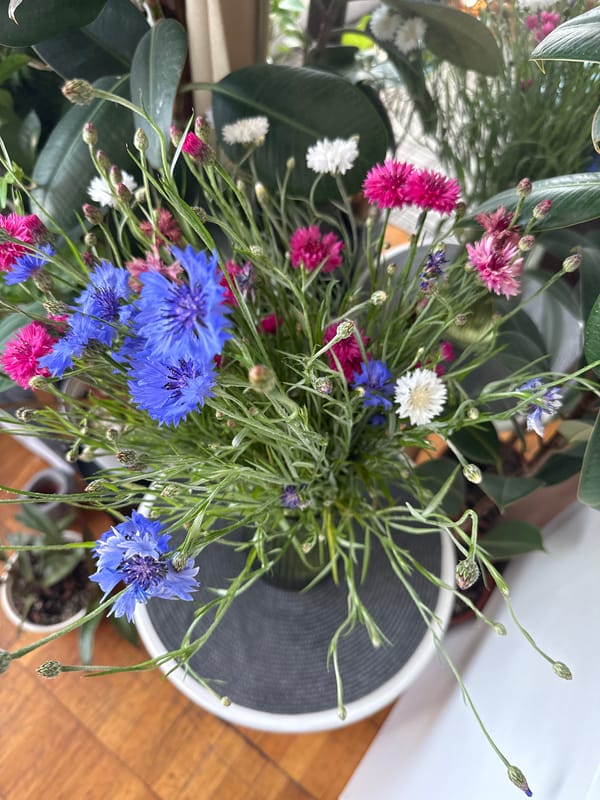 A plant-filled Kyiv apartment on a June morning