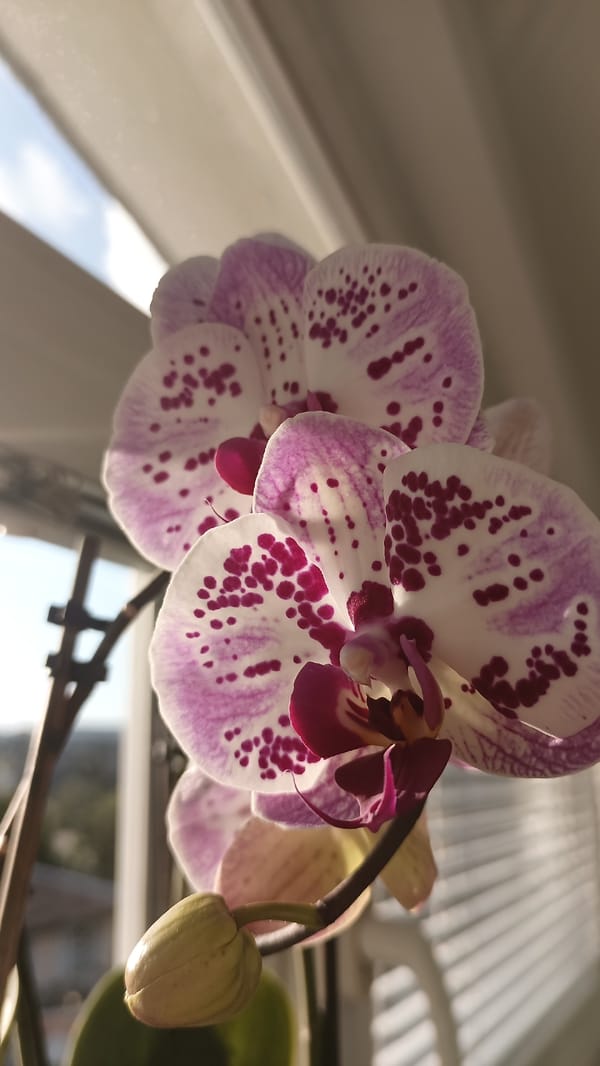 Orchid blooms photographed near window in Gabrovo, Bulgaria