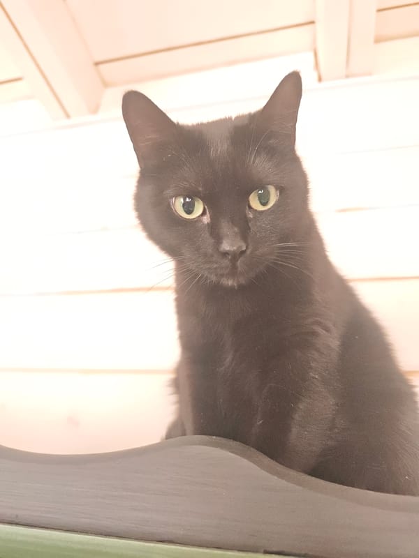 Black cat poses with art collection in Russian village