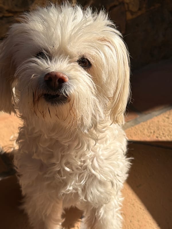White dog rests on tiled surface in Cuernavaca