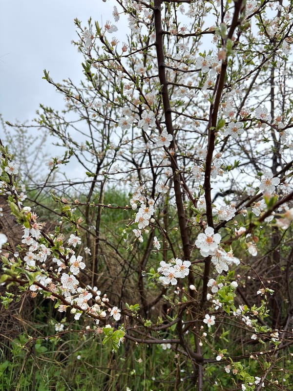 Spring blossoms emerge on tree in Markovo, Bulgaria