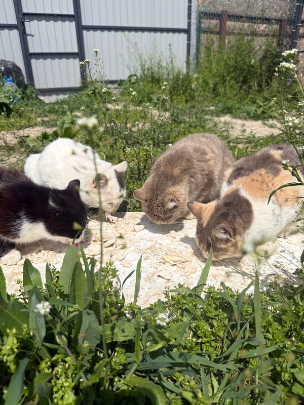 Cats gather for outdoor feeding in rural Russia