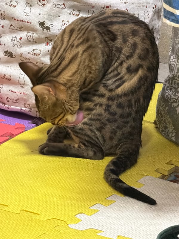 Cats lounging and playing at home in Dnipro