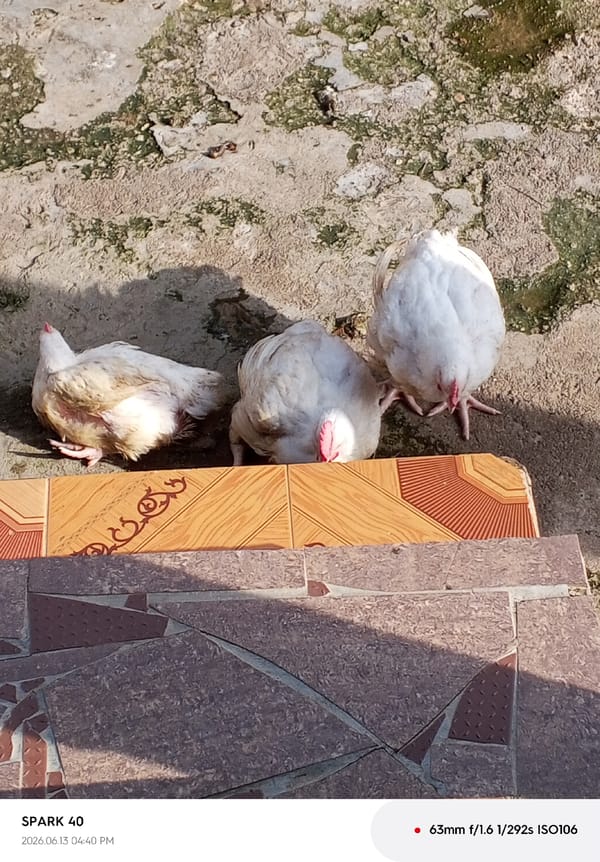 Three white chickens on stone tiles