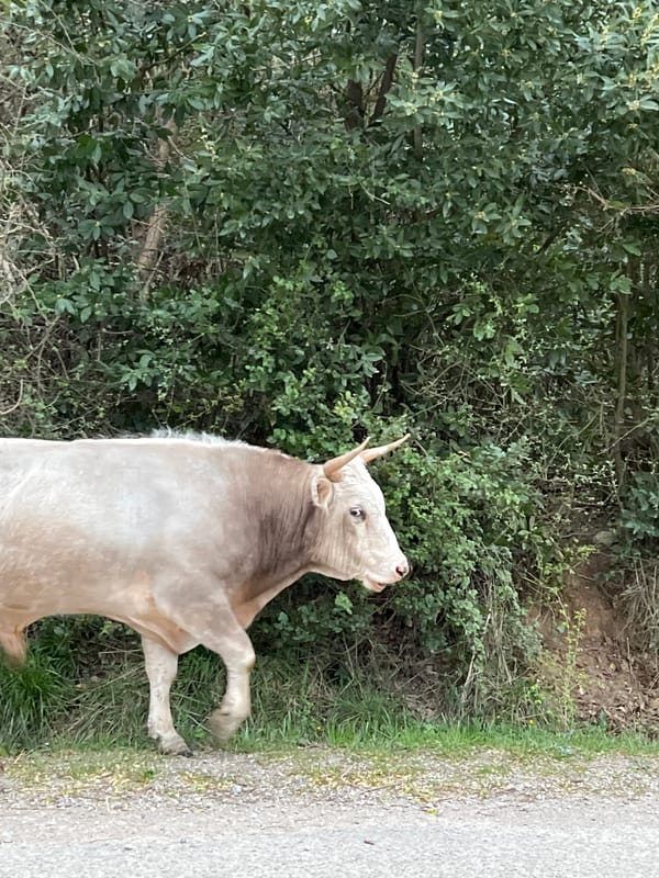 Cow blocks roadside in Prijevor, Montenegro