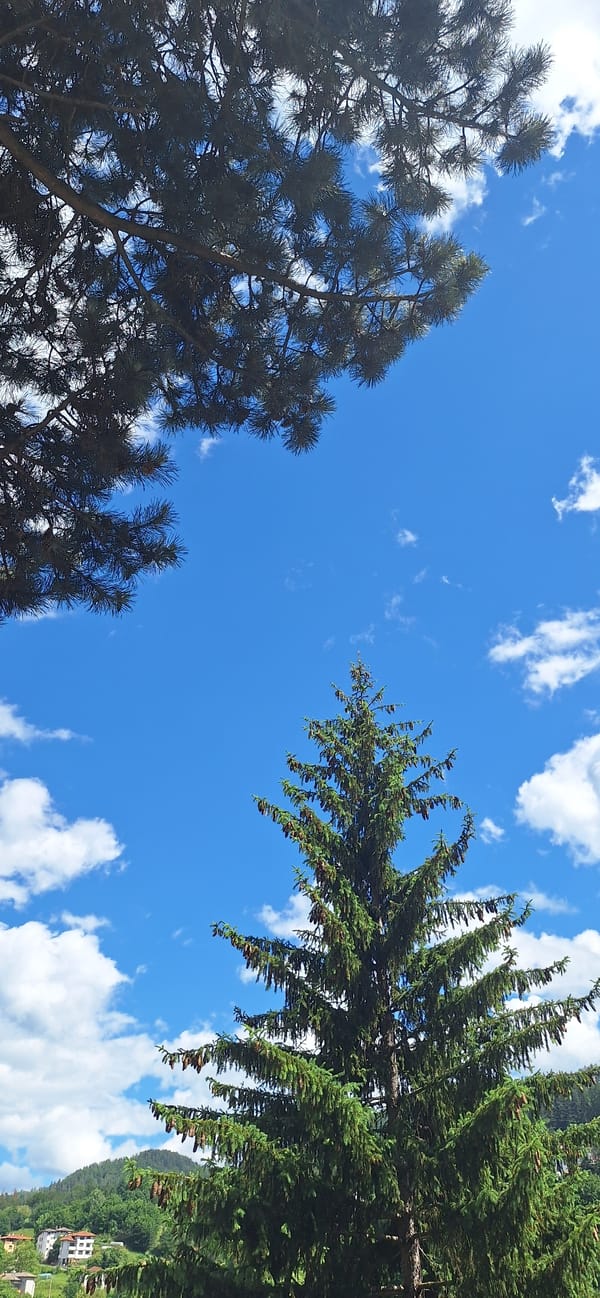 Pine trees and sky views with balcony flowers