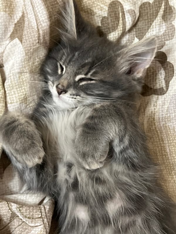 Gray kitten naps belly-up on a blanket in Ivanteyevka