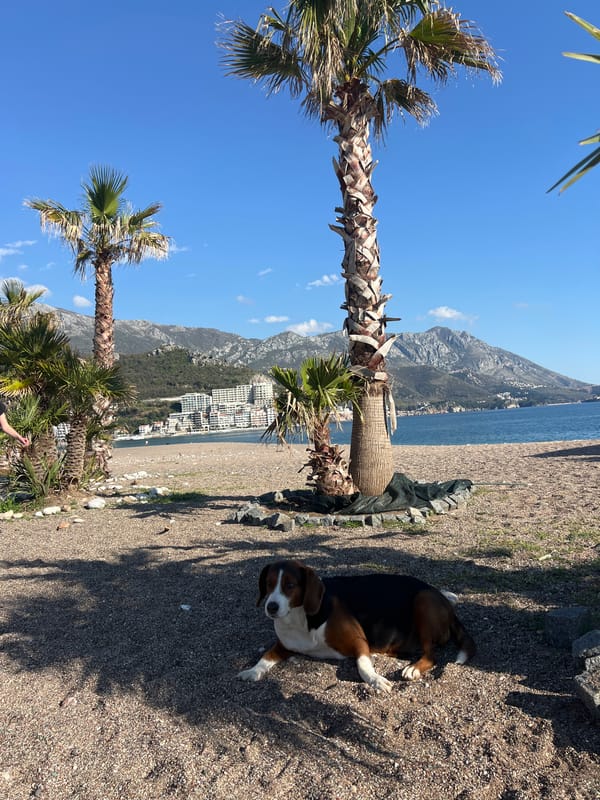 Dog spotted in coastal Boreti, Montenegro