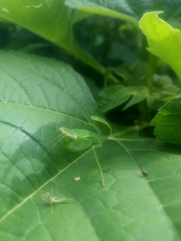 Morning nature walk: mantises, flowers, skies, and power lines