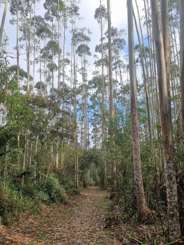 Exploring forested paths and lakeside spots near Mogi das Cruzes
