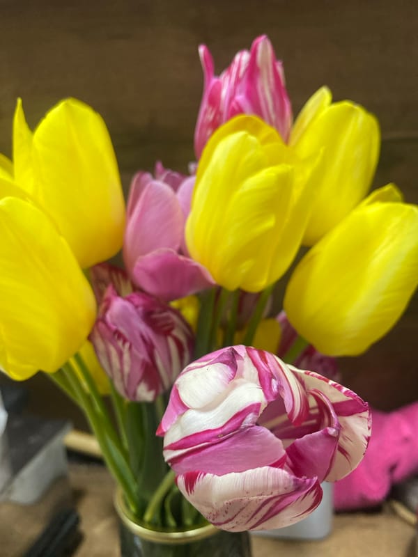 Tulip bouquet with yellow, striped blooms spotted in Yambol
