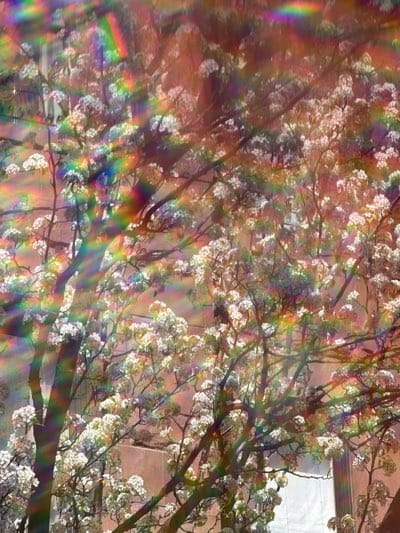 Spring blooms and eye sculpture captured in NYC evening