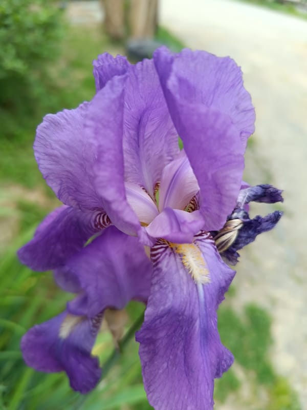Quiet domestic afternoon: cats, flowers, chickens documented over 3 hours