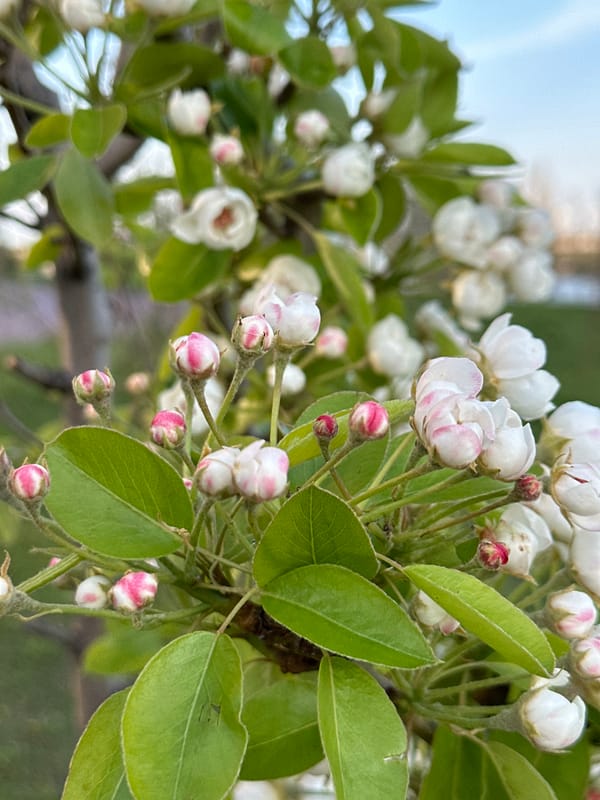 Spring blossoms observed on flowering tree in Rostov-on-Don
