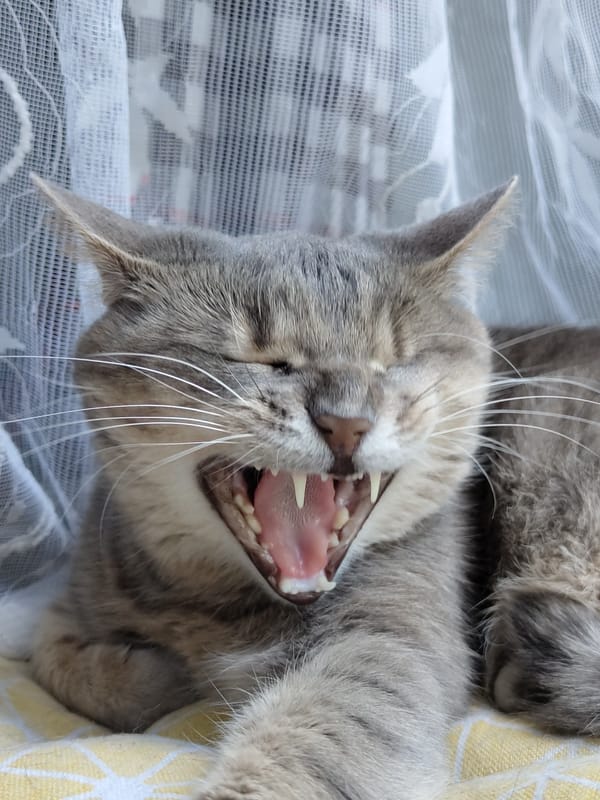 A grey tabby cat lounging, napping, and looking cute indoors