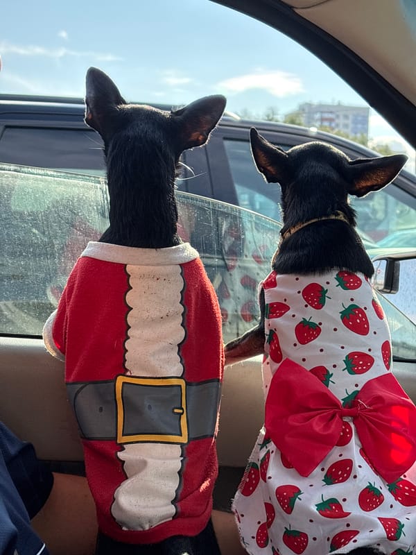 Two Santa-costumed dogs on a sunny drive through Perm
