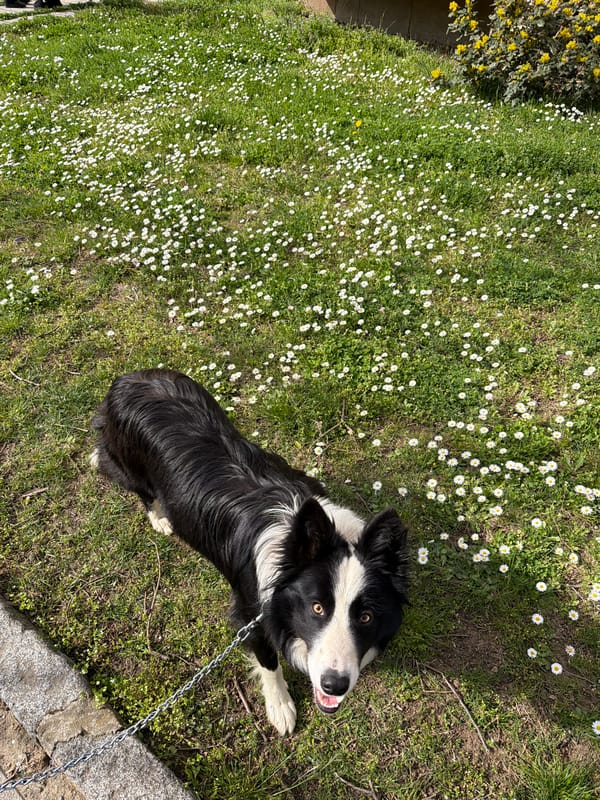 Border collie spotted in daisy field, Berkovitsa Bulgaria