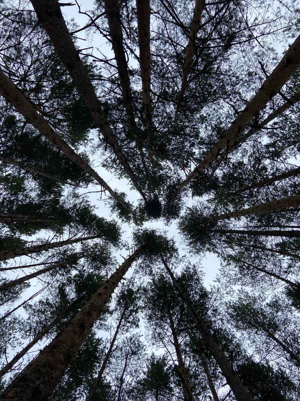 Looking up through a dense pine canopy in Votkinsk