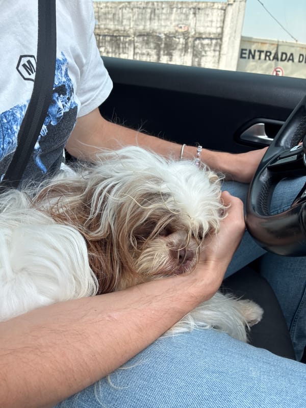 Driver holds Shih Tzu dog while seated in car