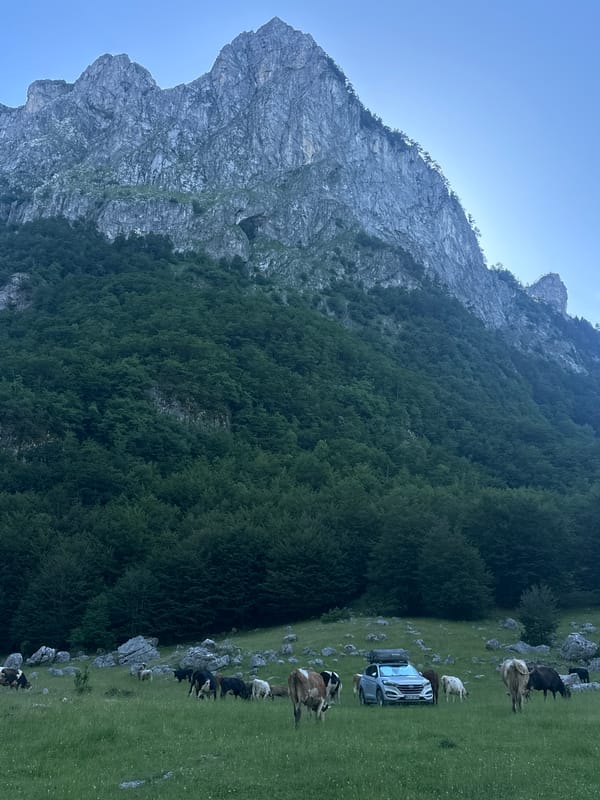 Cattle grazing in mountain meadow near Dolja, Montenegro
