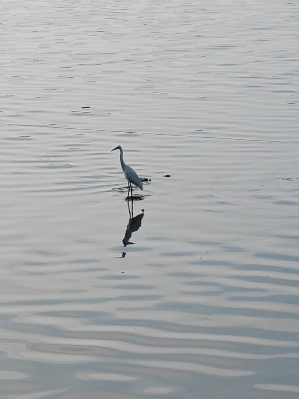 White egrets spotted in shallow waters near Lhokseumawe
