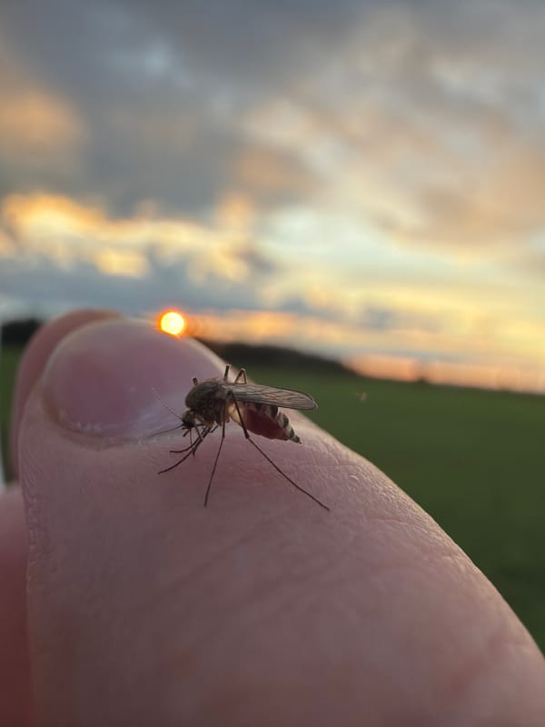 Evening documentation captures rural Russian village life during sunset
