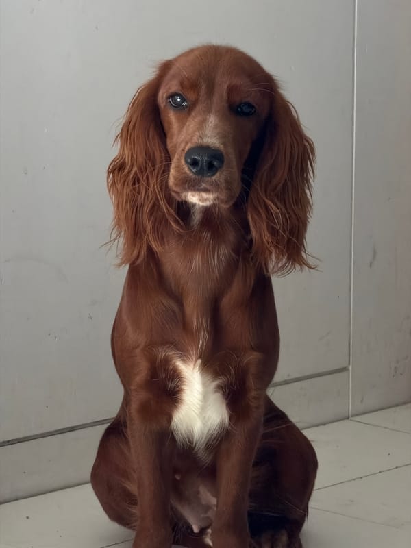 Lazy morning with an Irish Setter at a Chang Phueak home