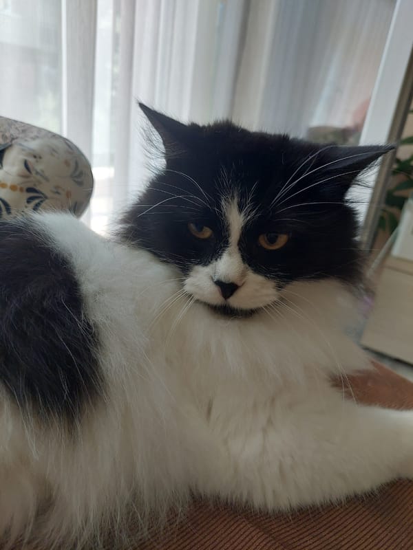 Domestic cat photo session documented in Plovdiv apartment