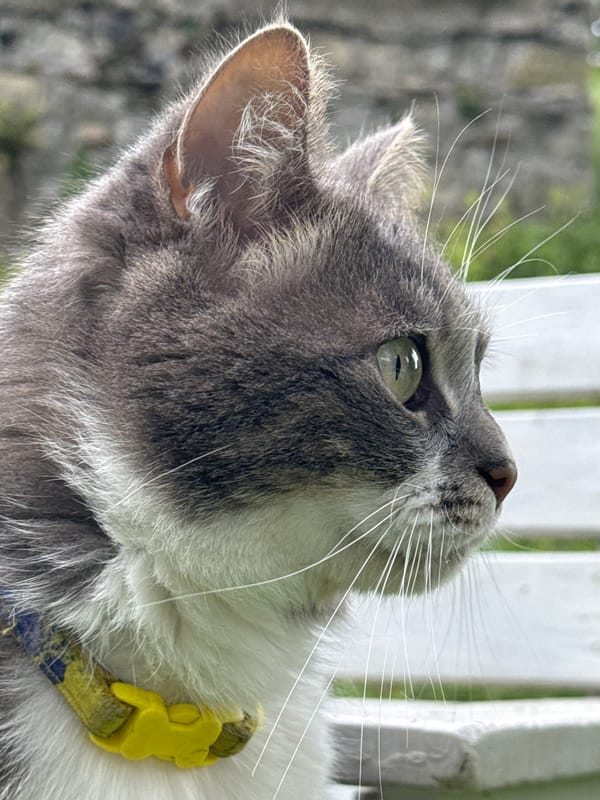 Garden cat and spring flowers photographed in Erba, Italy
