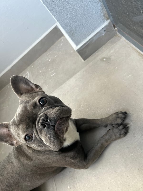 Domestic afternoon with French Bulldog captured in Ruse, Bulgaria
