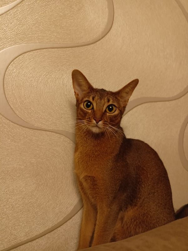 Abyssinian cat on a sofa, Volgodonsk