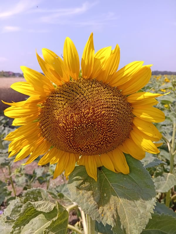 Sunflower fields and hay bales in rural Poland, midsummer