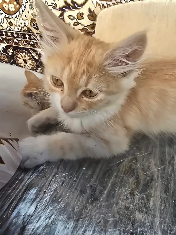 Two ginger kittens at rest on plastic wrap in Dnipro
