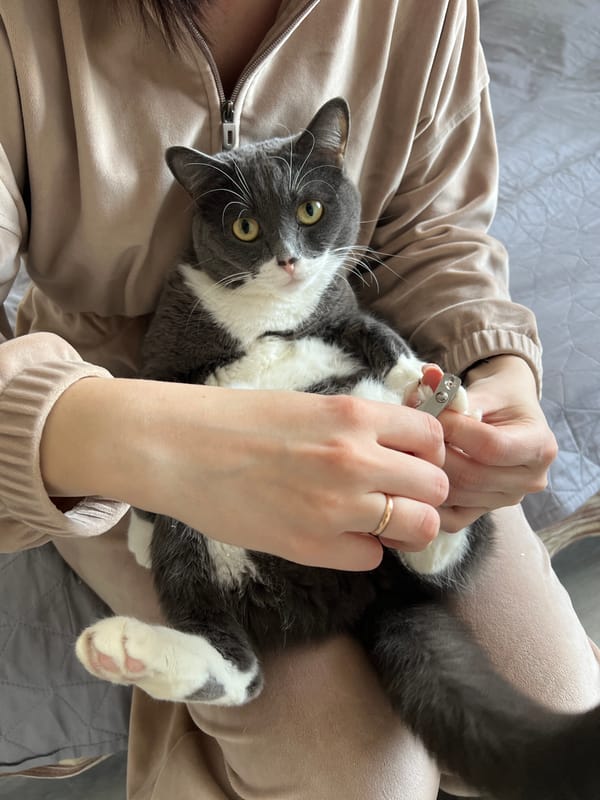 Woman trims cat's nails during morning routine in Tyumen