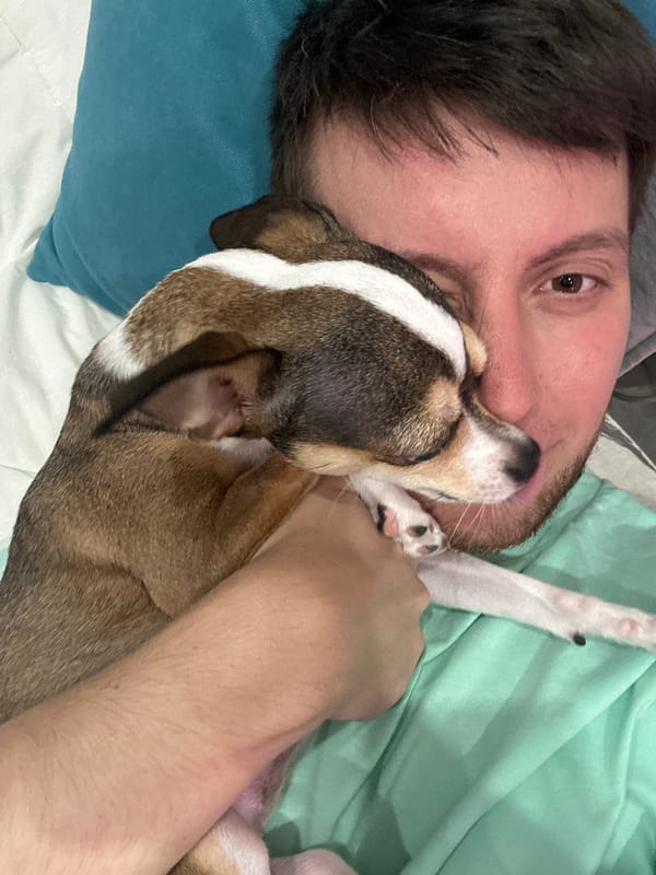 Lazy evening with Chihuahuas on a bed in Tokaryovo