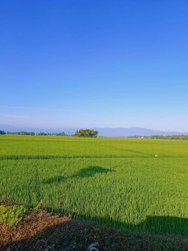 Healthy rice paddy fields stretching across Blang Lilue, Indonesia