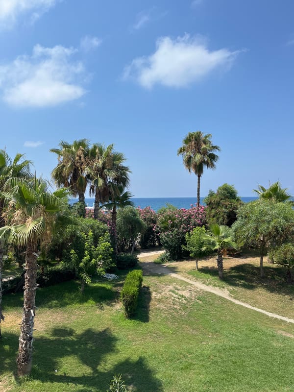 Cats fed along a seaside garden path in Alanya