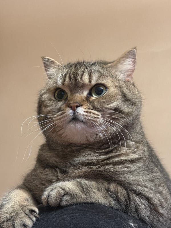 Domestic cats observed resting indoors in Sofia residence