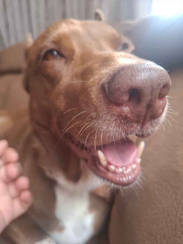 Dog moments at home in Naucalpan, caught up close