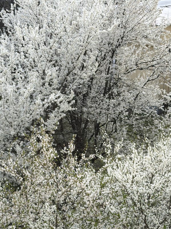 Spring blooms and sauna visit documented in Sofia