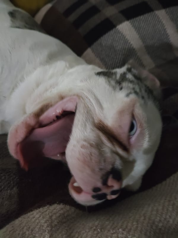 French Bulldog puppies, cats, and artwork in one evening collection