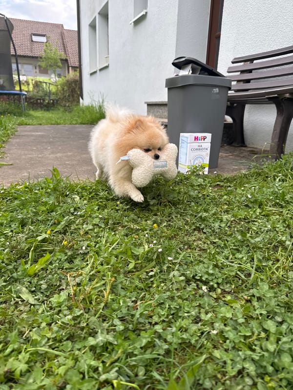 Pomeranian with toy spotted near trash bin in German town