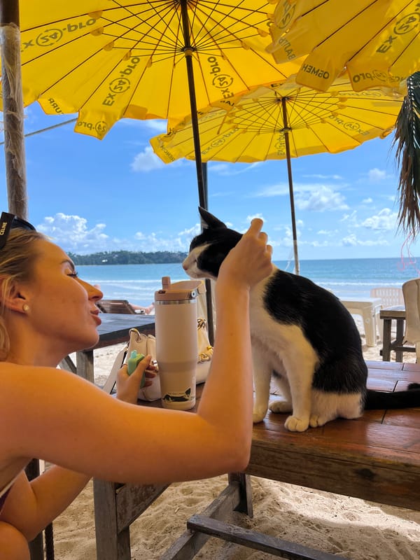 Beach cafe cat enjoys lazy afternoon under yellow umbrellas