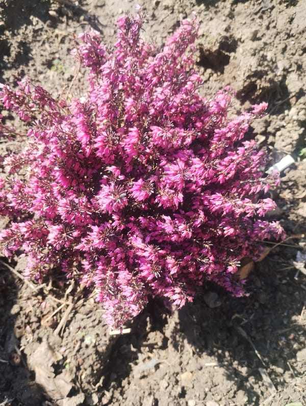 Spring flowers bloom across Knezha, Bulgaria