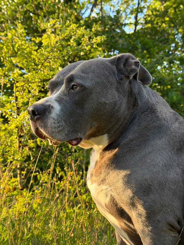 Large Mastiff observed in Esch-sur-Alzette park setting