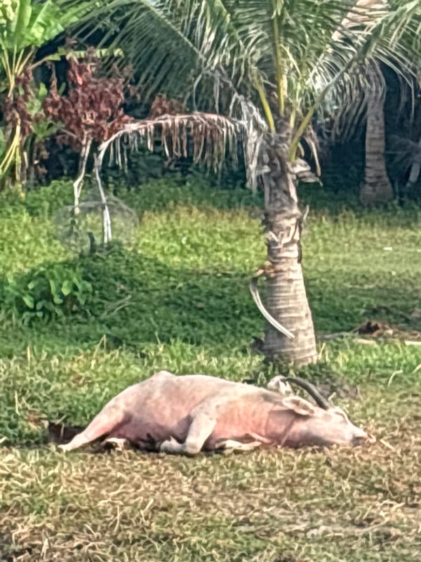 Water buffalo rests among palm trees in Thai village