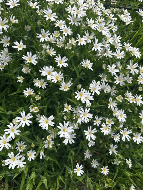 White flowers bloom in Sofia garden during spring afternoon